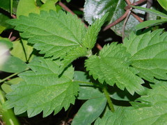 Urtica dioica
