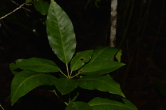 Croton verreauxii
