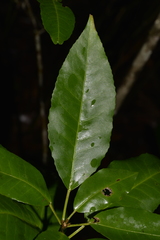 Croton verreauxii