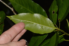 Croton verreauxii