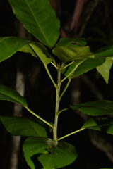 Croton verreauxii
