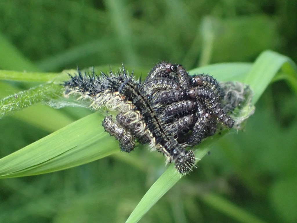 Milbert's Tortoiseshell