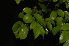 Endiandra muelleri muelleri