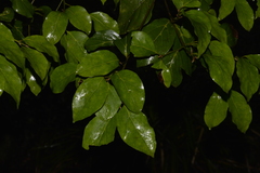 Endiandra muelleri muelleri