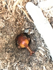 Trypoxylus dichotomus