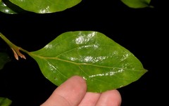 Endiandra muelleri muelleri