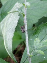 Grammoptera ruficornis
