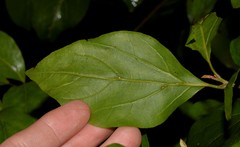 Endiandra muelleri muelleri