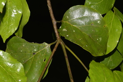 Endiandra muelleri muelleri