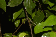 Endiandra muelleri muelleri