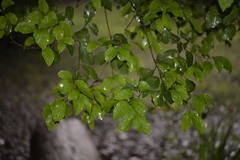 Endiandra muelleri muelleri