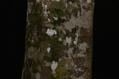 Endiandra muelleri muelleri