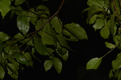 Endiandra muelleri muelleri