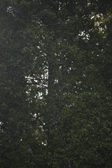 Endiandra muelleri muelleri