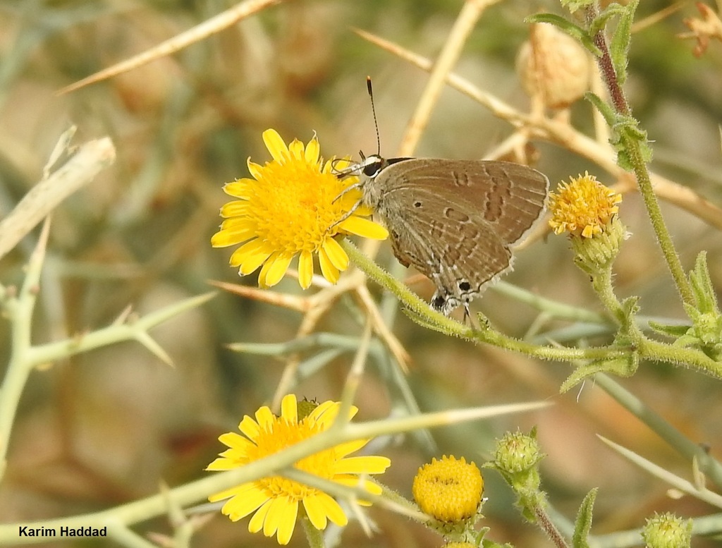 Deudorix livia