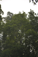 Endiandra muelleri muelleri