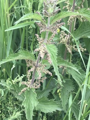 Urtica dioica