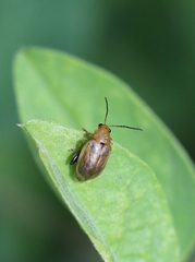 Aphthona nigrilabris