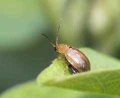 Aphthona nigrilabris