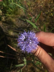 Jasione montana