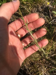 Jasione montana