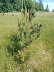 Pinus sylvestris