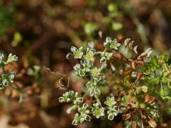 Scleranthus perennis