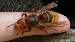 Vespa crabro germana