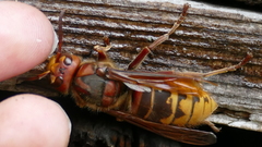 Vespa crabro germana
