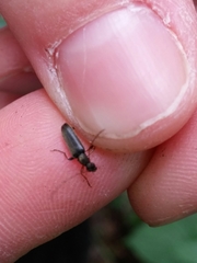 Grammoptera ruficornis
