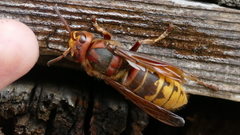 Vespa crabro germana