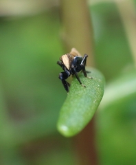 Chirodisca eximia