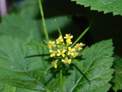 Erysimum cheiranthoides