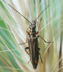 Oedemera barbara