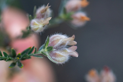 Amphithalea tomentosa