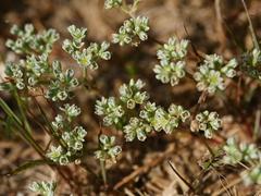 Scleranthus perennis