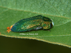 Acmaeodera viridaenea