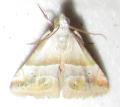 Eublemma ornatula