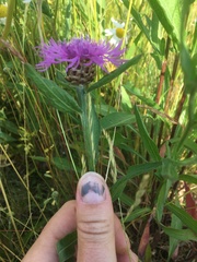 Centaurea scabiosa