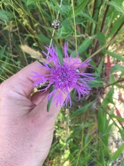 Centaurea scabiosa