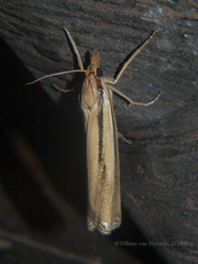 Ancylolomia