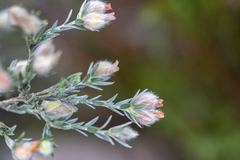 Amphithalea tomentosa