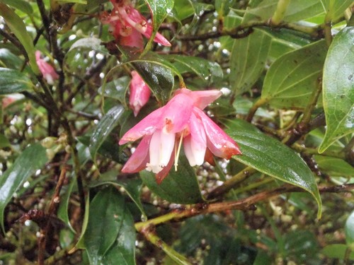 Cavendishia bracteata image