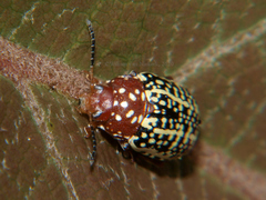 Blepharidina partita