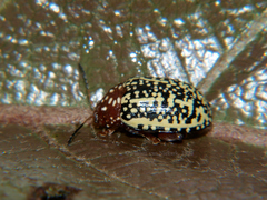 Blepharidina partita