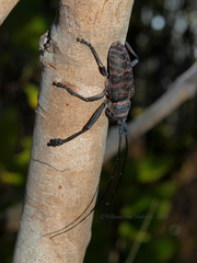Ceroplesis poggei