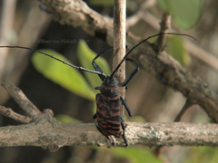 Ceroplesis poggei