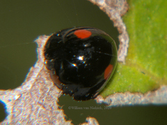 Chilocorus distigma