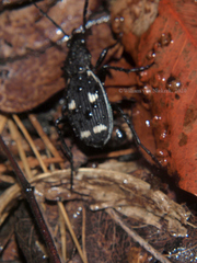 Chlaenius flavoscriptus