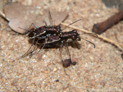 Bennigsenium discoscriptum